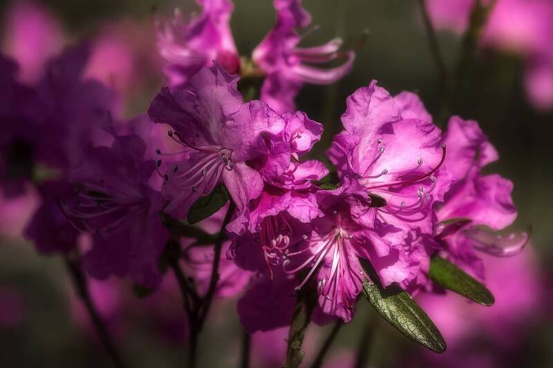 забайкалье, цветы, рододендрон, рододендрон даурский, багульник, цветение, сибирь, весенний лес Цветы в сибирском лесу фото превью