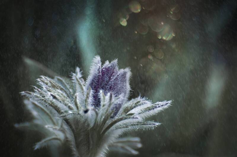 Мои любимые прострелы фото превью