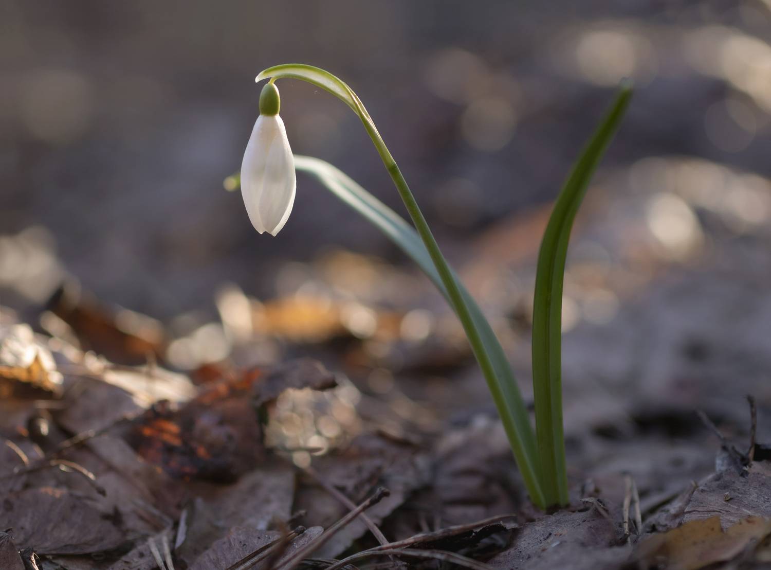 , Бонина Ольга