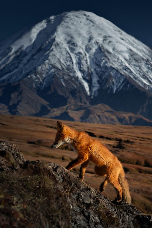 камчатка *** фото превью