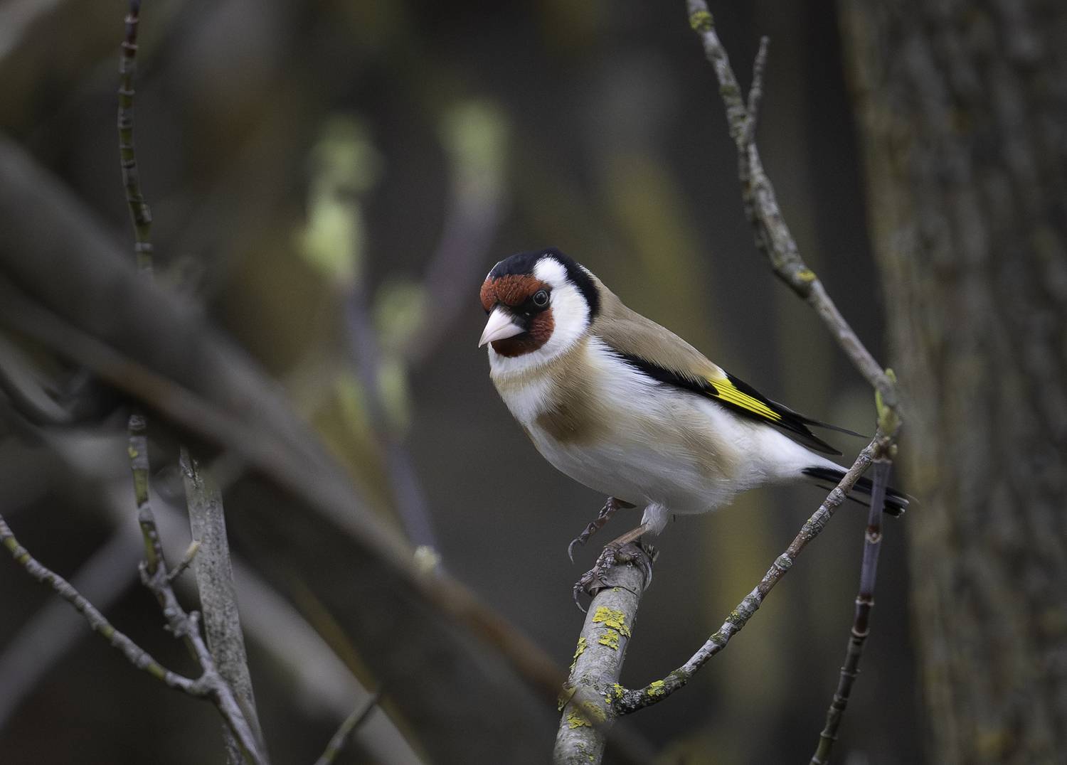 , Ширгин Сергей