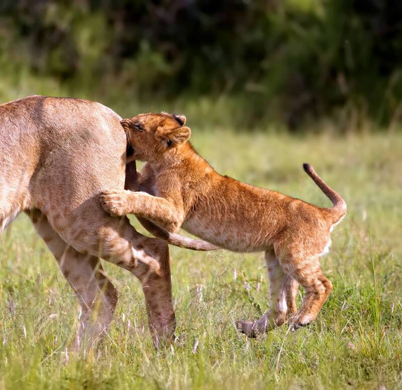 Малышня фото превью