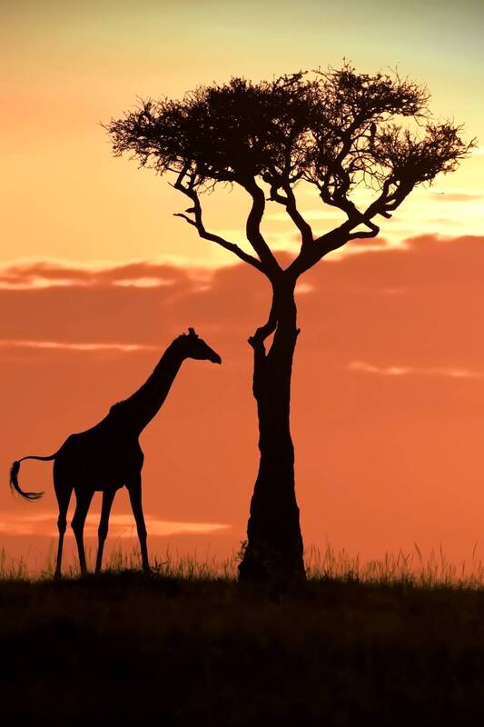 Жирафий театр теней фото превью