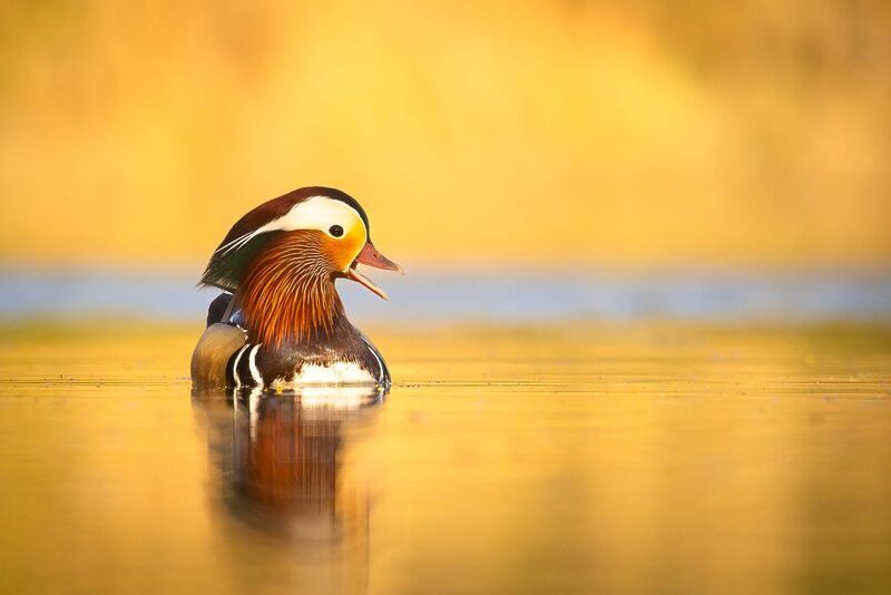 Mandarin duck фото превью