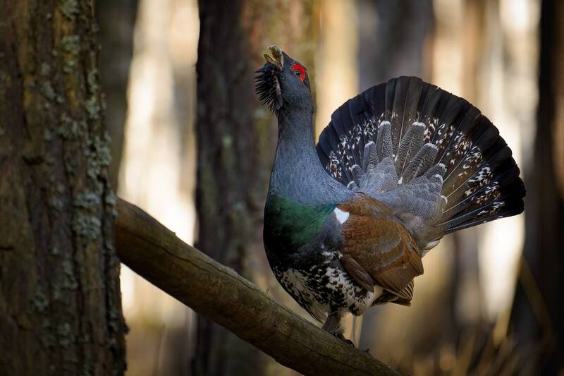глухарь, глухариный ток, карагайский бор, южный урал Глухариная песня весны фото превью