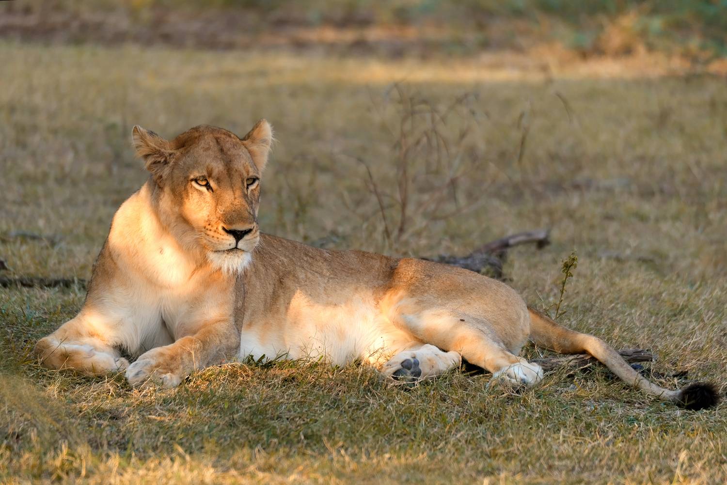 , Худзинская Ирина