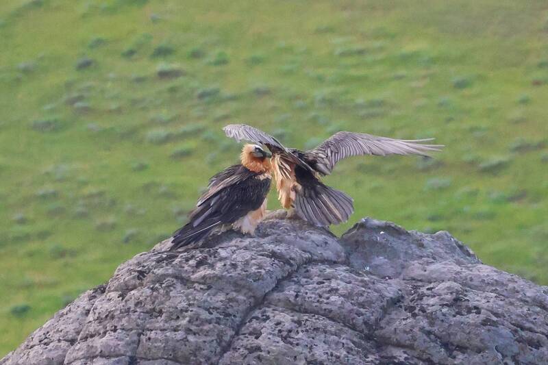 орёл, бородач Пара  бородачей.. фото превью