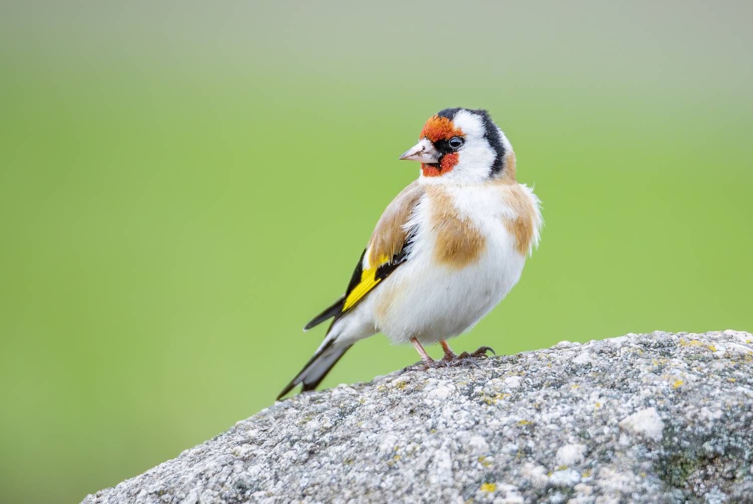 щегол, птицы, птицы евразии, птицы европы, птицы россии, живая природа, природа, орнитология, животные, весна, апрель, дикие птицы, птицы москвы, фотоохота, борисовские пруды, Жгилёв Сергей