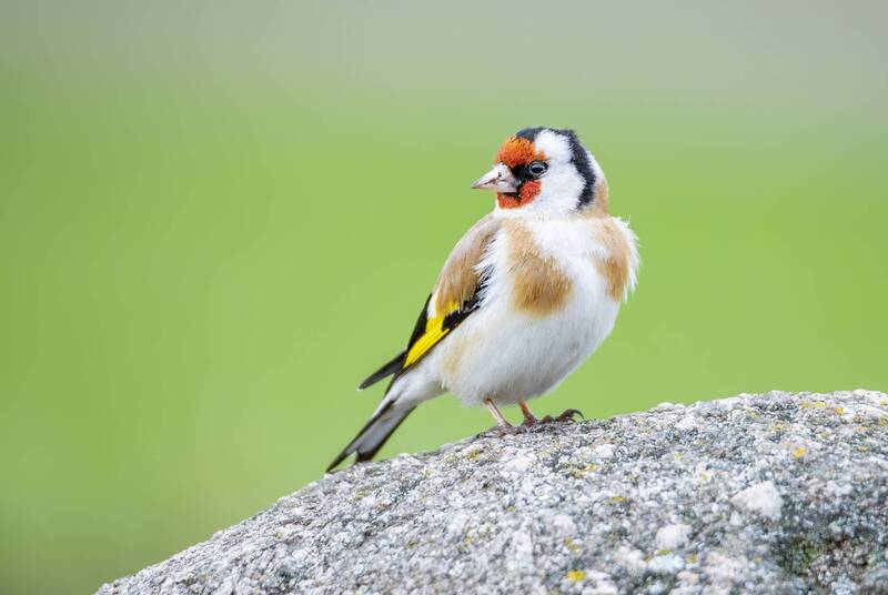 щегол, птицы, птицы евразии, птицы европы, птицы россии, живая природа, природа, орнитология, животные, весна, апрель, дикие птицы, птицы москвы, фотоохота, борисовские пруды Щегол. фото превью