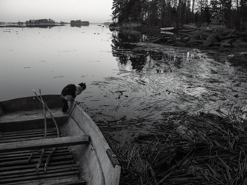 утро, кот, рыбак, весна, половодье рыболов. фото превью