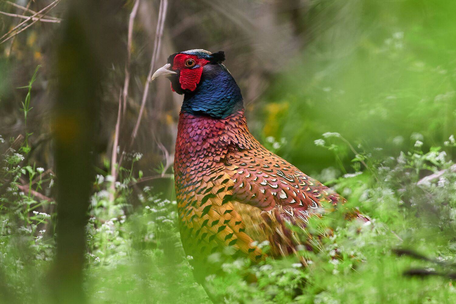 Phasianus colchicus, обыкновенный фазан, Павел Сторчилов