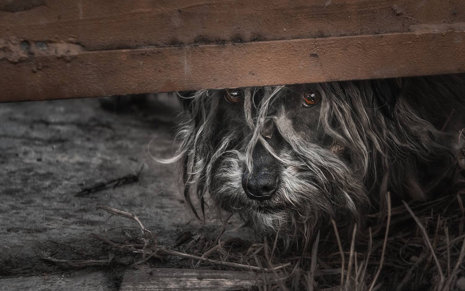 , Олег Дунаев