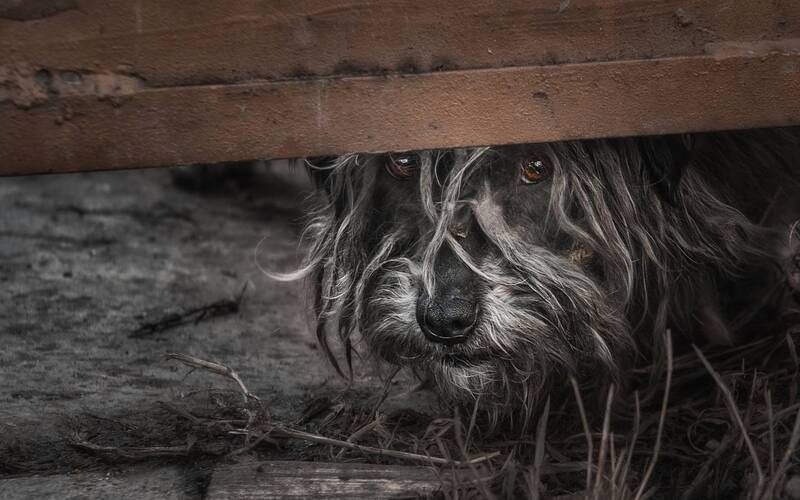 +++ фото превью