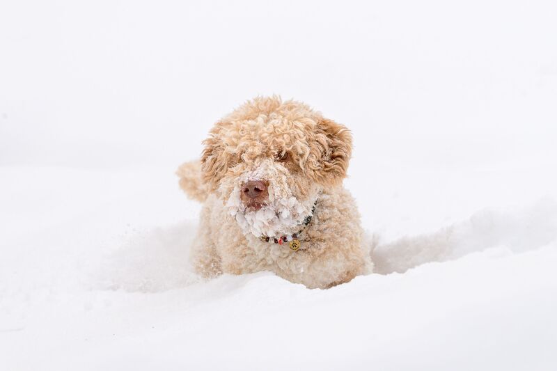 Benji фото превью