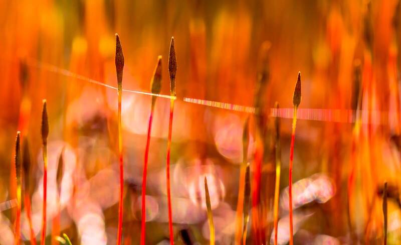 .... фото превью