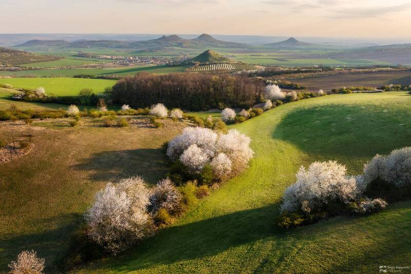 White Blossoms фото превью