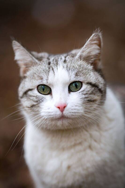 анималистика, животные, стрит, котики, портрет Кото стрит фото превью