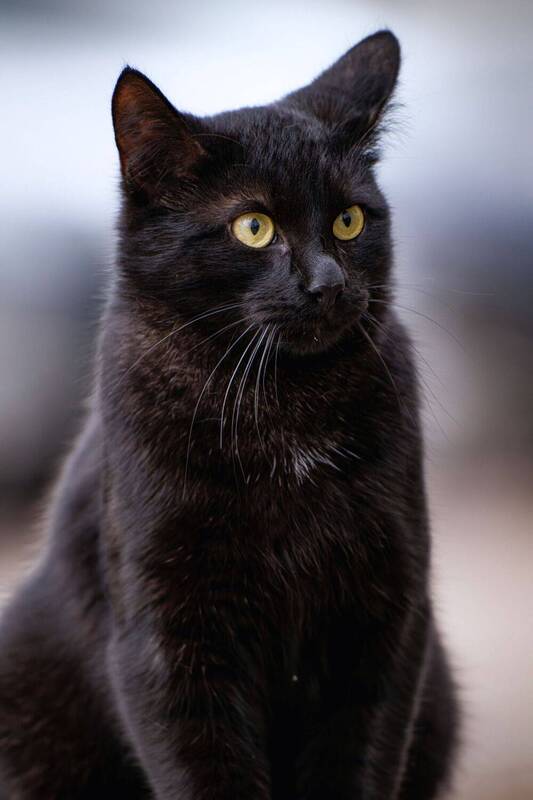 анималистика, животные, котики, стрит, портрет Кото стрит фото превью