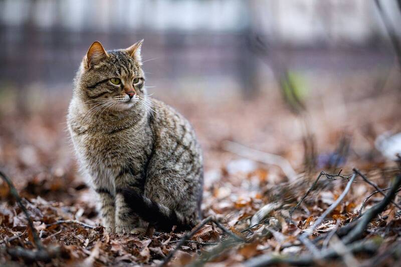 анималистика, животные, портрет, стрит, котики Кото стрит фото превью