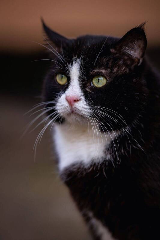 анималистика, портрет, животные, стрит, котики Кото стрит фото превью