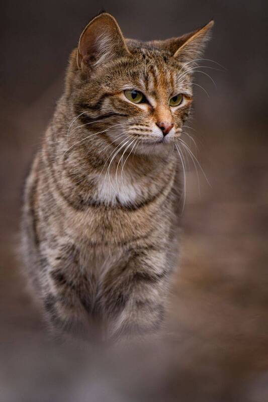 анималистика, портрет, животные, стрит, котики Кото стрит фото превью