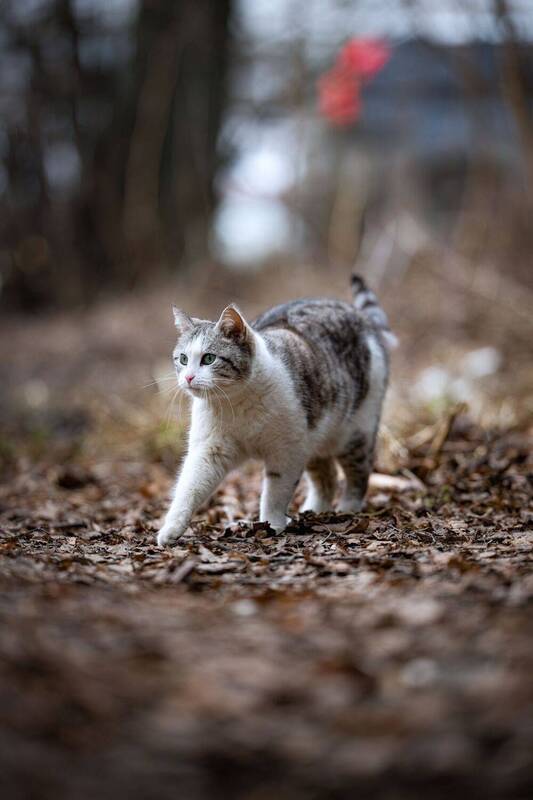 аниалистика, портрет, животные, стрит, котики Кото стрит фото превью