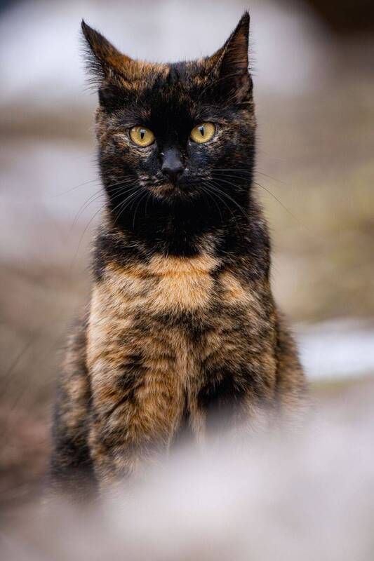 животные, анималистика, котики, стрит, портрет Кото стрит фото превью