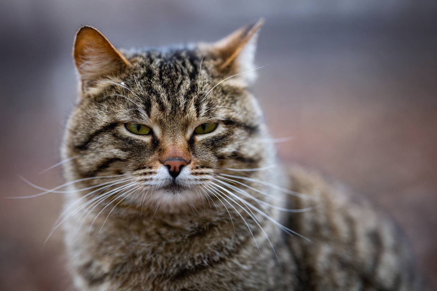 животные, котики, портрет, анималистика, стрит, Леша Родин