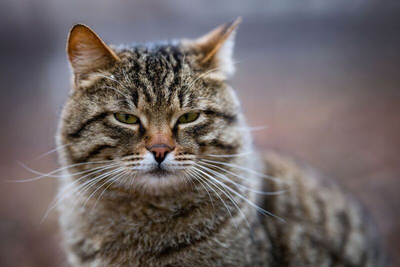 животные, котики, портрет, анималистика, стрит Кото стрит фото превью