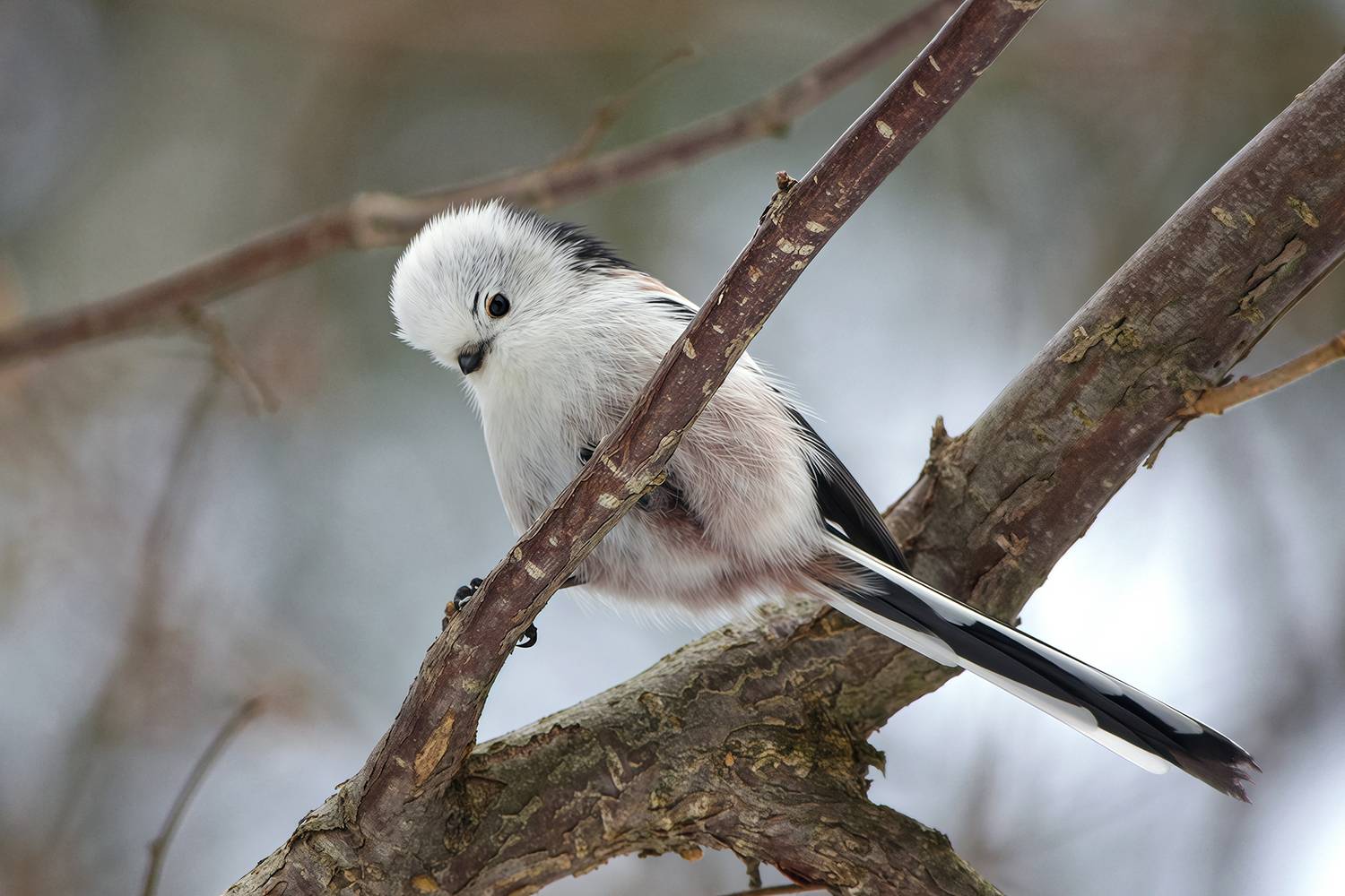 длиннохвостая синица, ополовник, aegithalos caudatus, КарОл