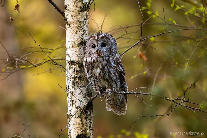 Серая неясыть фото превью