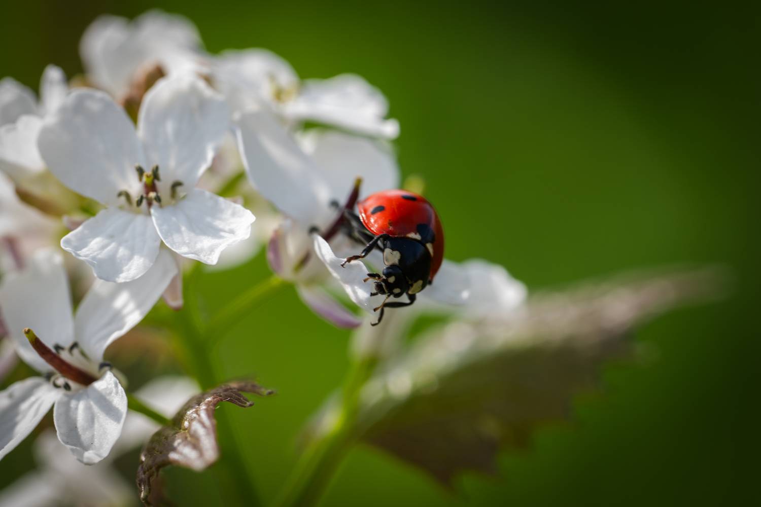 , BESPAMIATNYI Dmitry