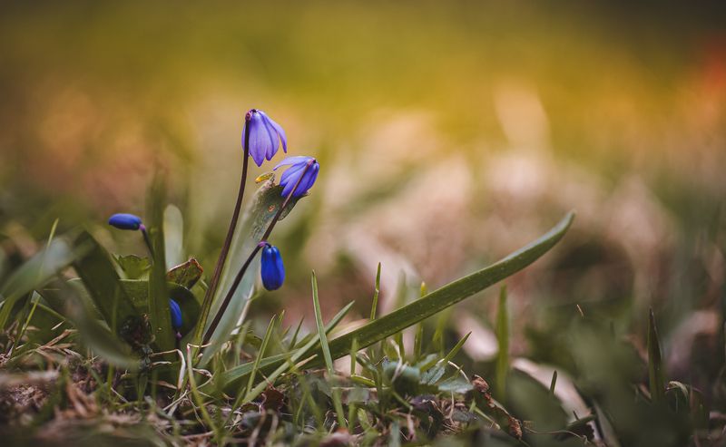 Смоленская, обл., д., Торбеево  фото превью