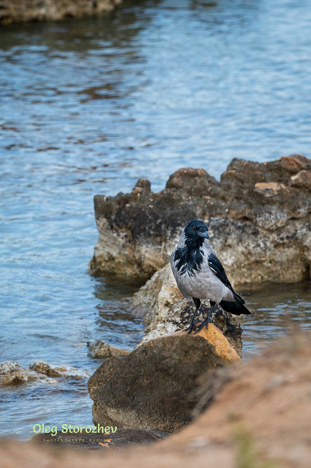 берег, море, птица, вода, камни, дидим, турция, никон, Олег Сторожев