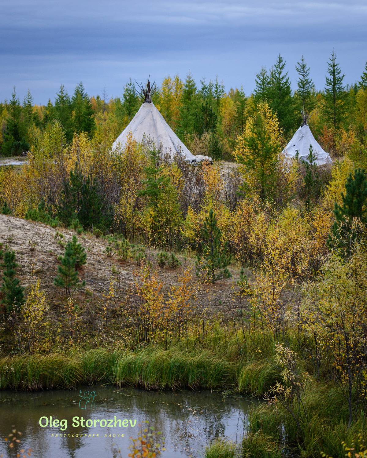 осень, тундра, лес, деревья, чум, жилище ненцев, ненцы, ямал, янао, надым, этностойбище ясавэй, Олег Сторожев