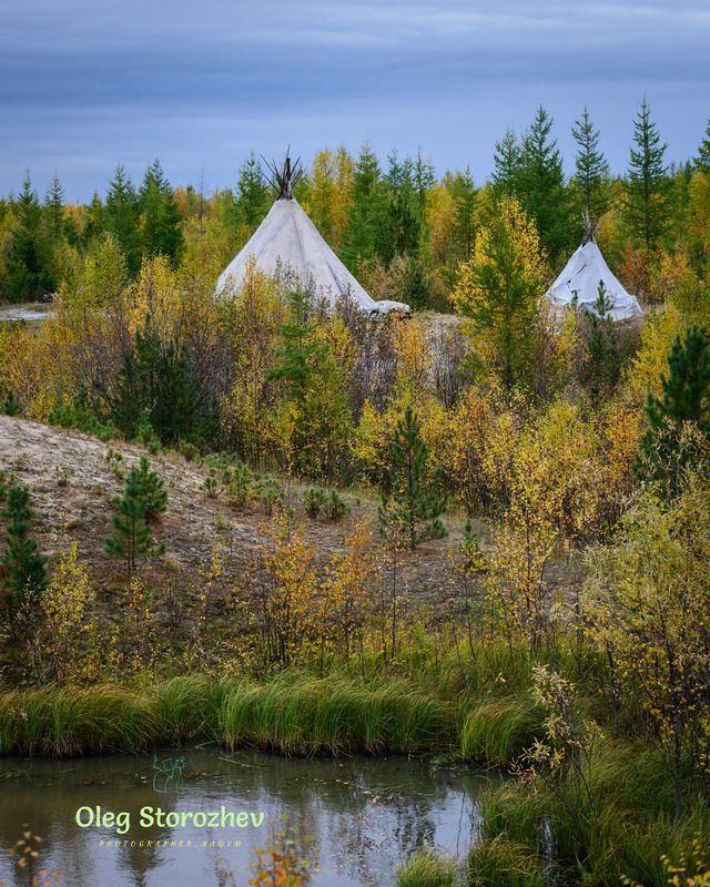 осень, тундра, лес, деревья, чум, жилище ненцев, ненцы, ямал, янао, надым, этностойбище ясавэй Осень в тундре фото превью