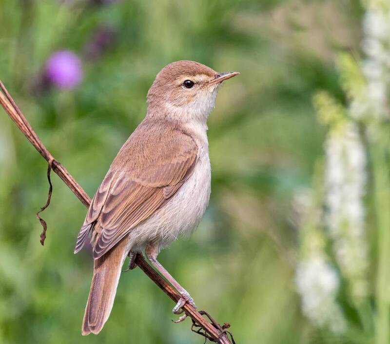 птица, севернаябормотушка Северная бормотушка (2 фото) фото превью