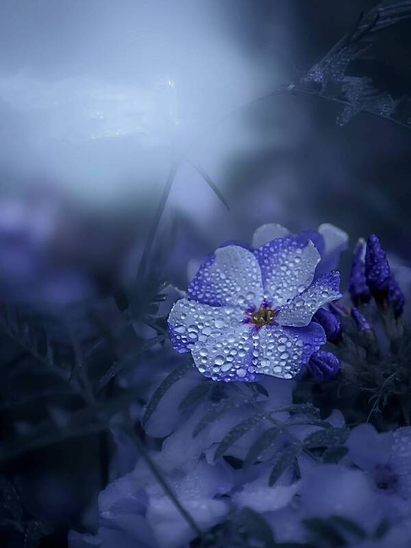 макро, macro, flowers, цветы, флокса Флокса фото превью