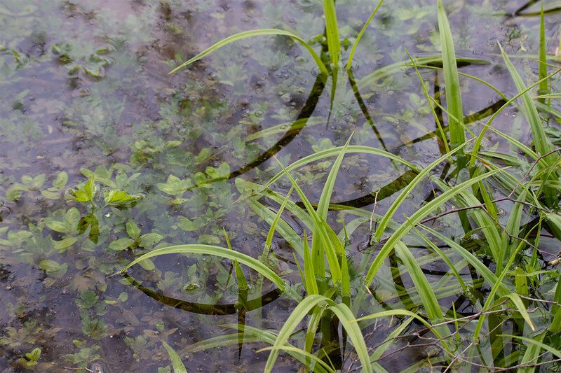 Весенний дождик фото превью