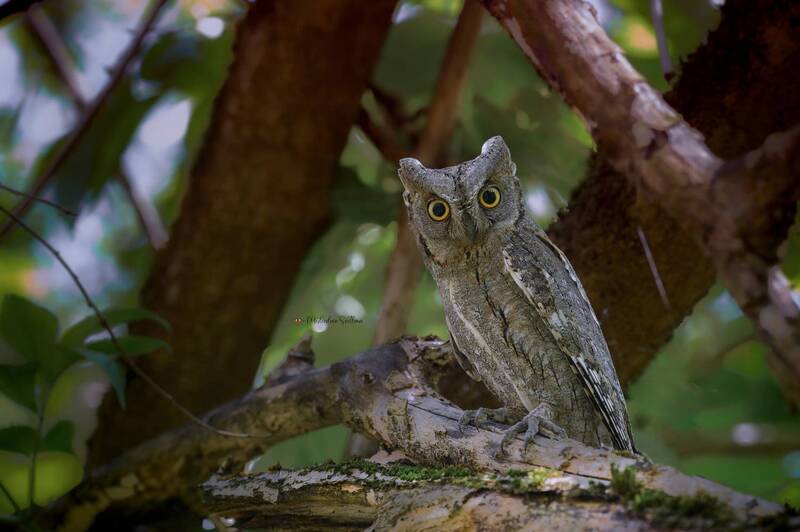 Эти глаза напротив. фото превью