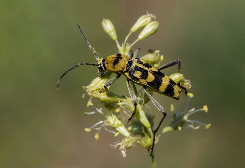 Изменчивый фото превью