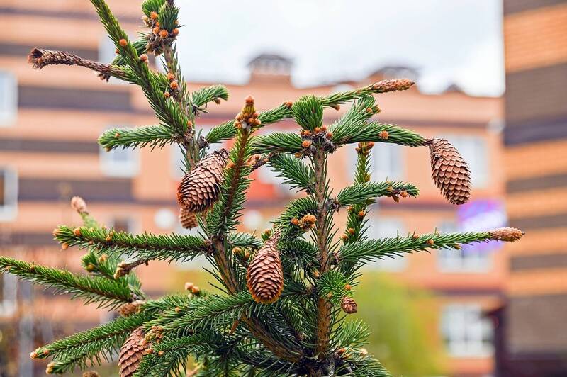 Шишечки фото превью