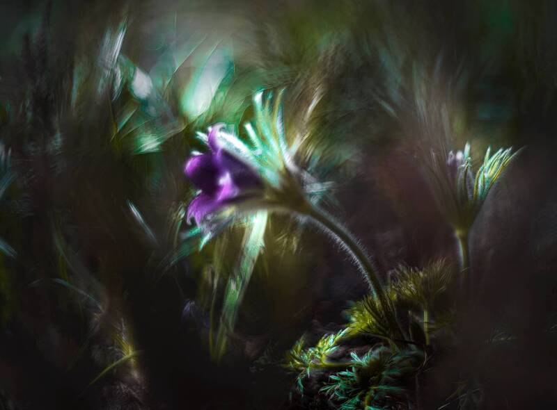 В стране дремучих трав фото превью