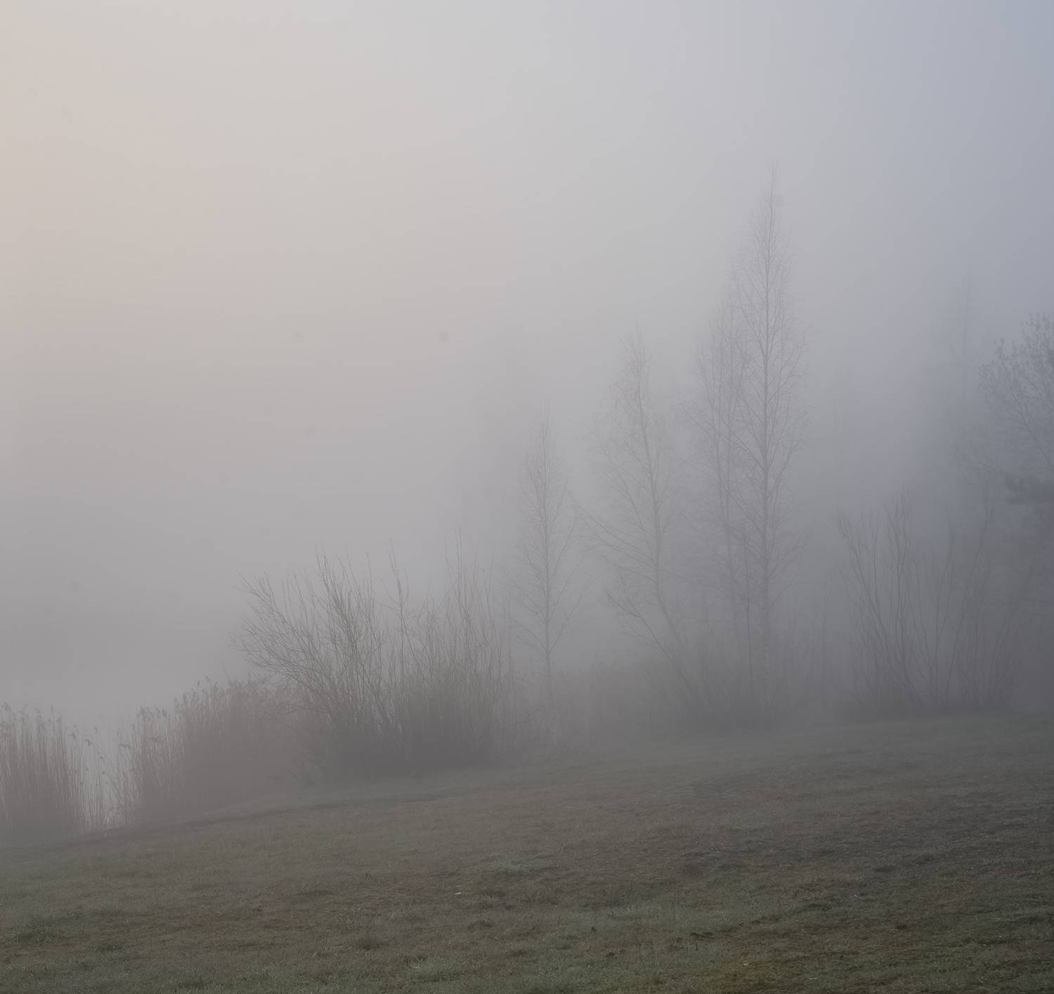 trees, mist, morning, Eugenijus Rauduve