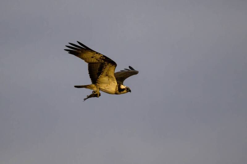 Скопа фото превью