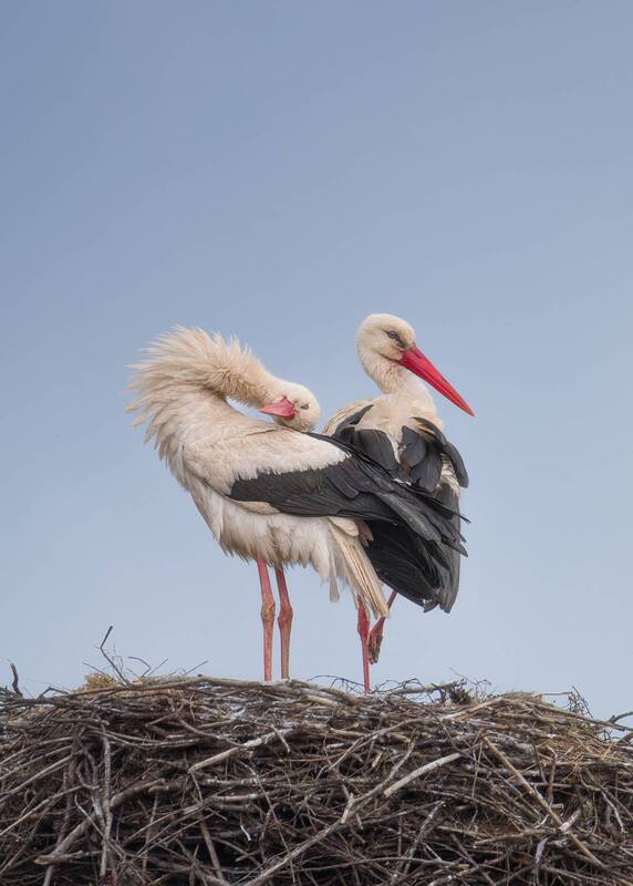 Белый Аист фото превью