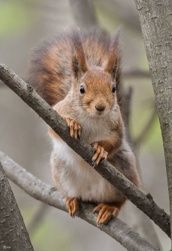 Белочка) фото превью
