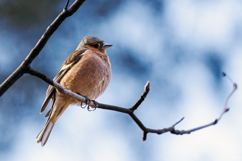 зяблик  фото превью