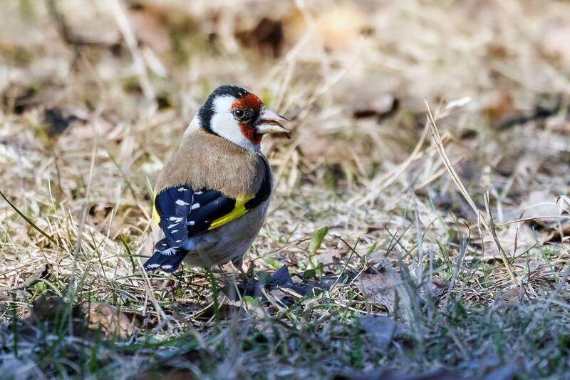 щегол  фото превью