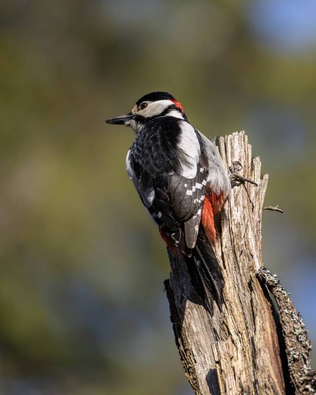 Весенний барабанщик фото превью